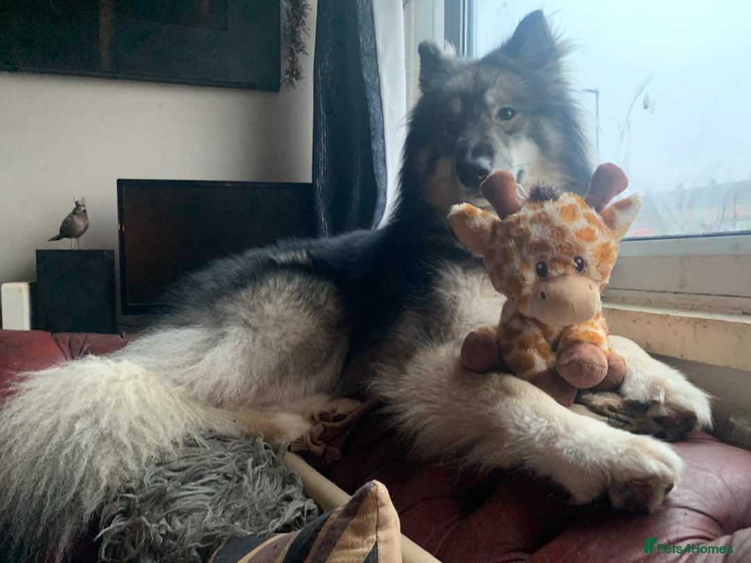 Mixed Breed dogs for stud: HuskyXMalamute - Not for sale Stud only  - Image 1