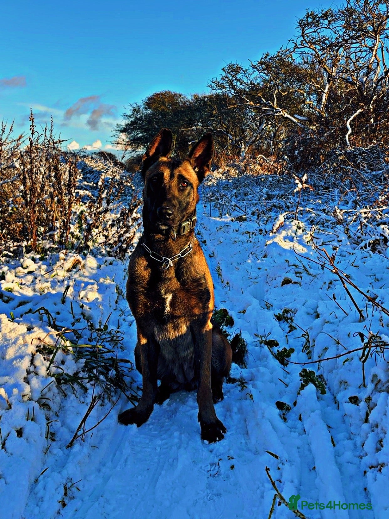 Belgian Shepherd Dog dogs Belgian Malinois puppies - Advert 4