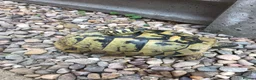 Hermann Tortoise reptiles for sale: Hermann Tortoise Babies  - Advert 3