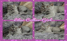 British Shorthair cats for sale: Tica registered british shorthair kittens - Image 6