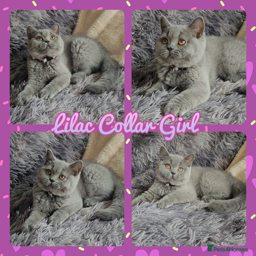 British Shorthair cats for sale: Tica registered british shorthair kittens - Image 6