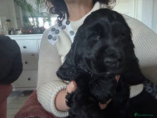 Cocker Spaniel dogs Super healthy KC Show Type from small litter - Advert 4
