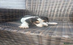 Jack Russell dogs for sale: Jack Russell puppy - Image 3
