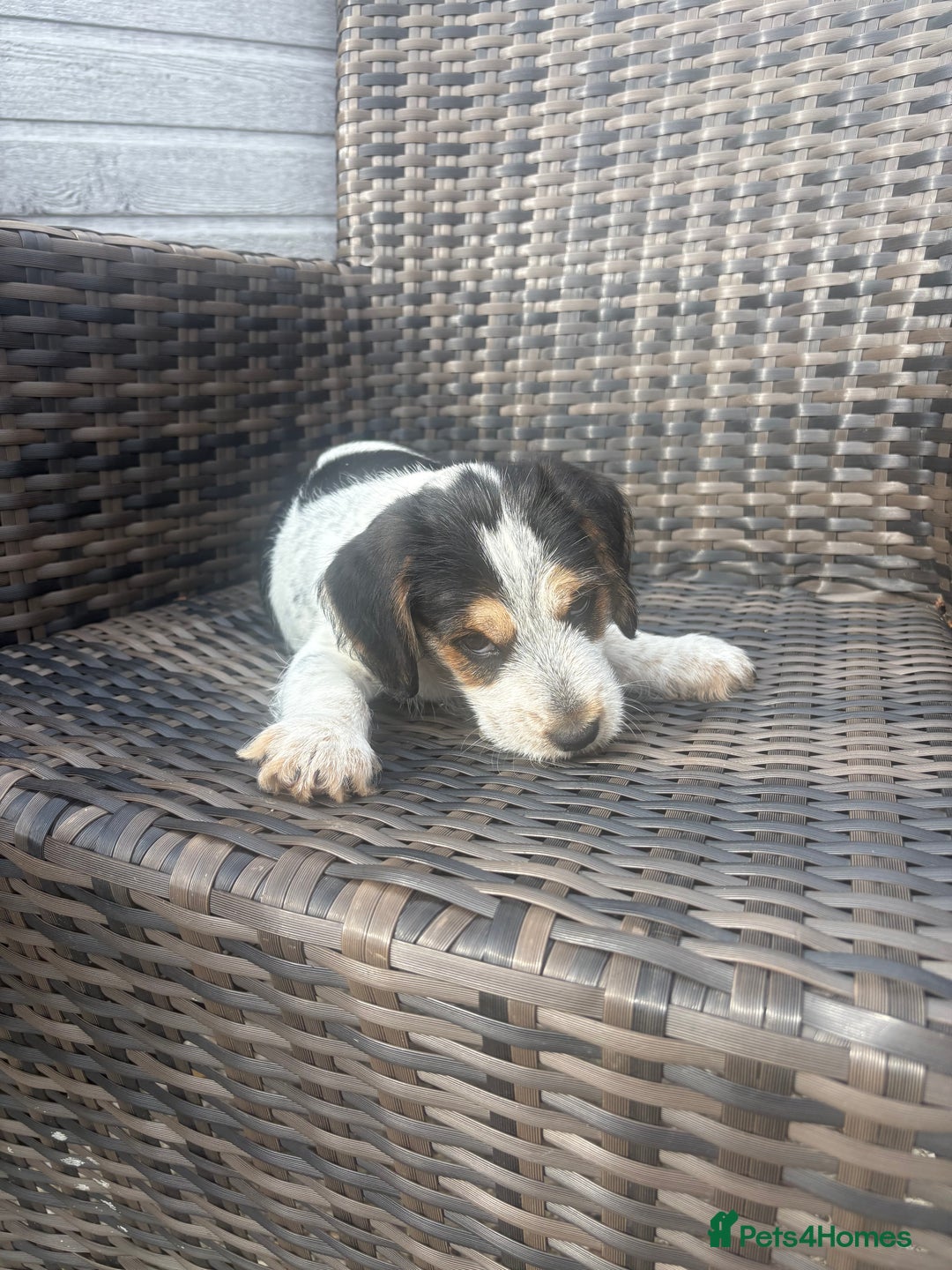 Jack Russell dogs for sale: Jack Russell puppy - Image 3