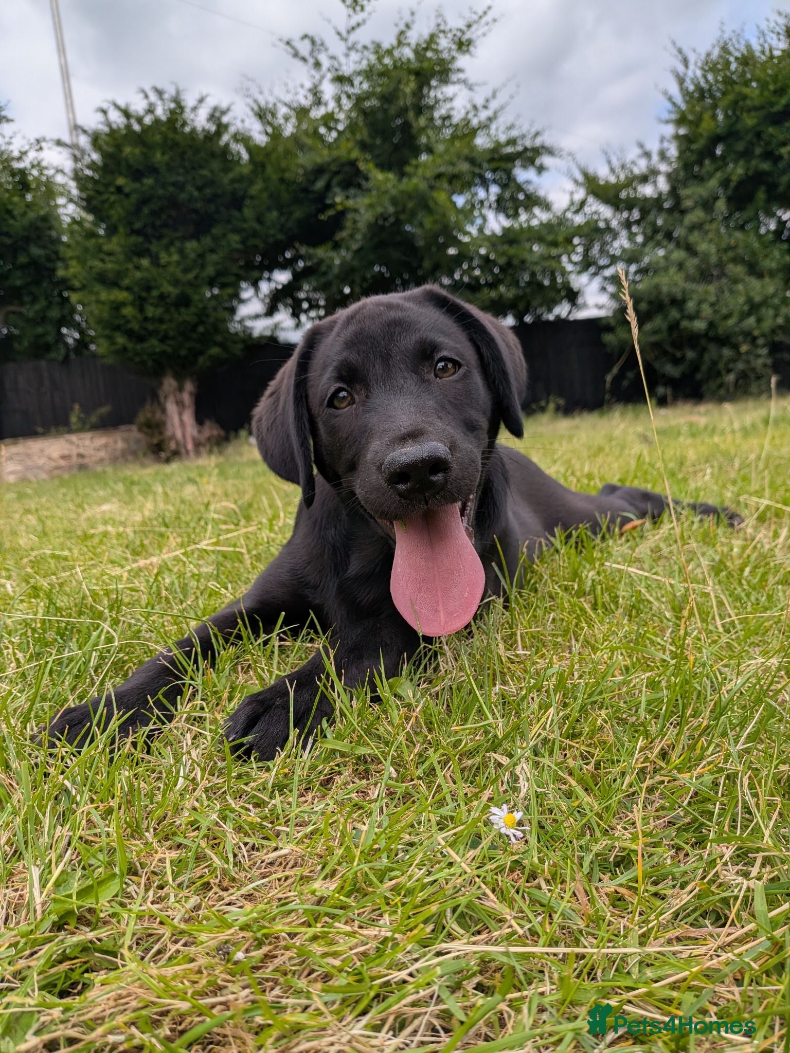 Labrador Retriever dogs KC'd Working/Trialing Pedigree Male Lab pup - Advert 1