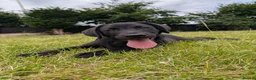 Labrador Retriever dogs for sale: KC'd Working/Trialing Pedigree Male Lab pup - Advert 1