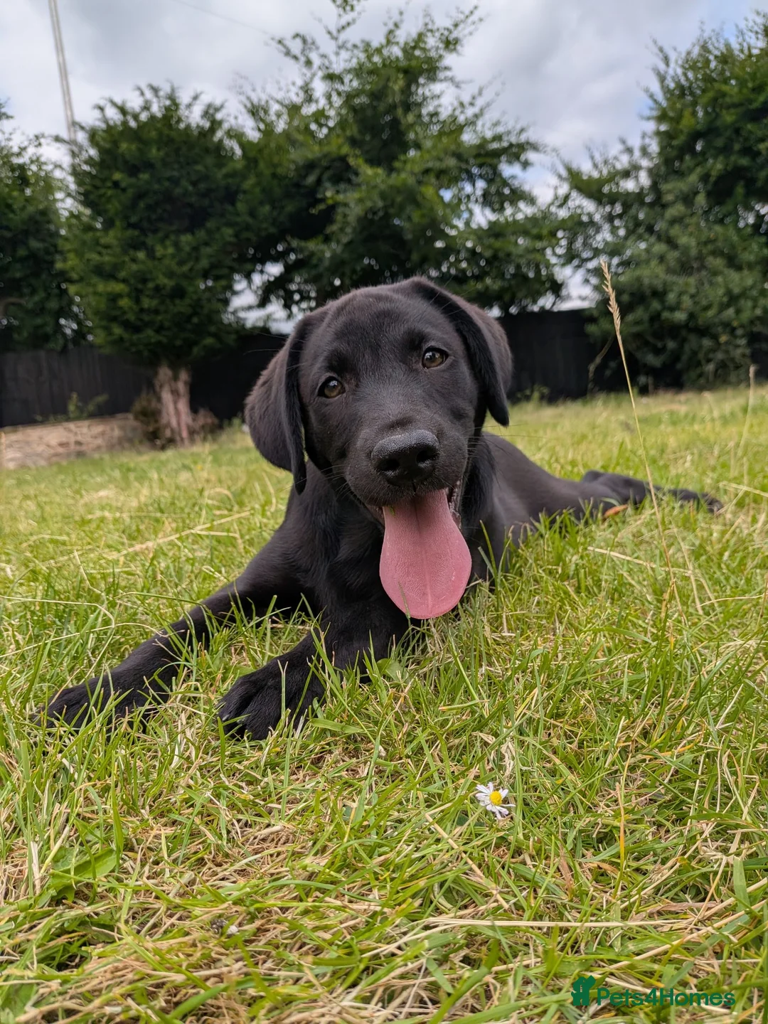 Labrador Retriever dogs for sale: KC'd Working/Trialing Pedigree Male Lab pup - Advert 1