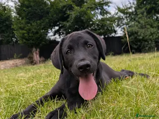 Labrador Retriever dogs for sale: KC'd Working/Trialing Pedigree Male Lab pup - Advert 1