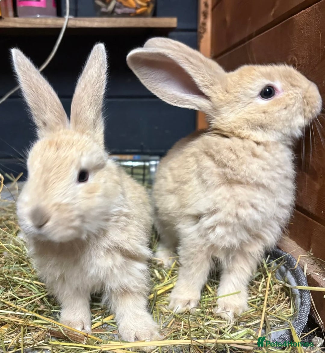 Mini Lop rabbits for sale: 2 baby giant mix rabbits - Image 1
