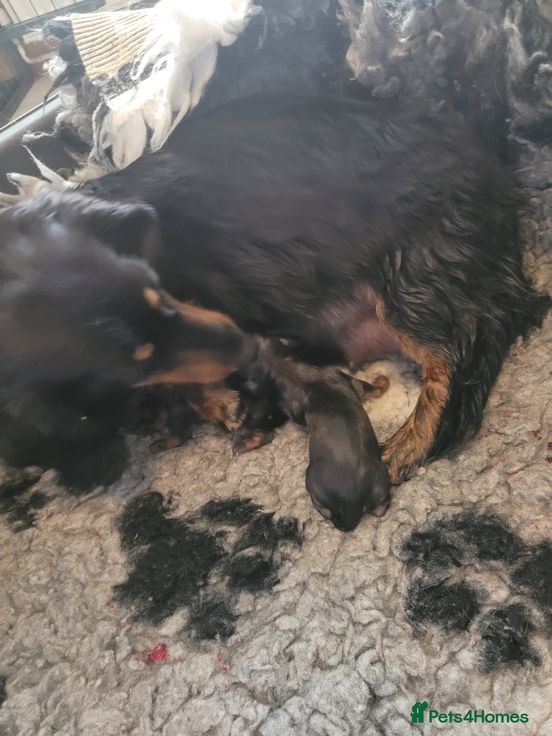 Miniature Dachshund dogs for sale: Miniature long hair shaded cream - Image 7