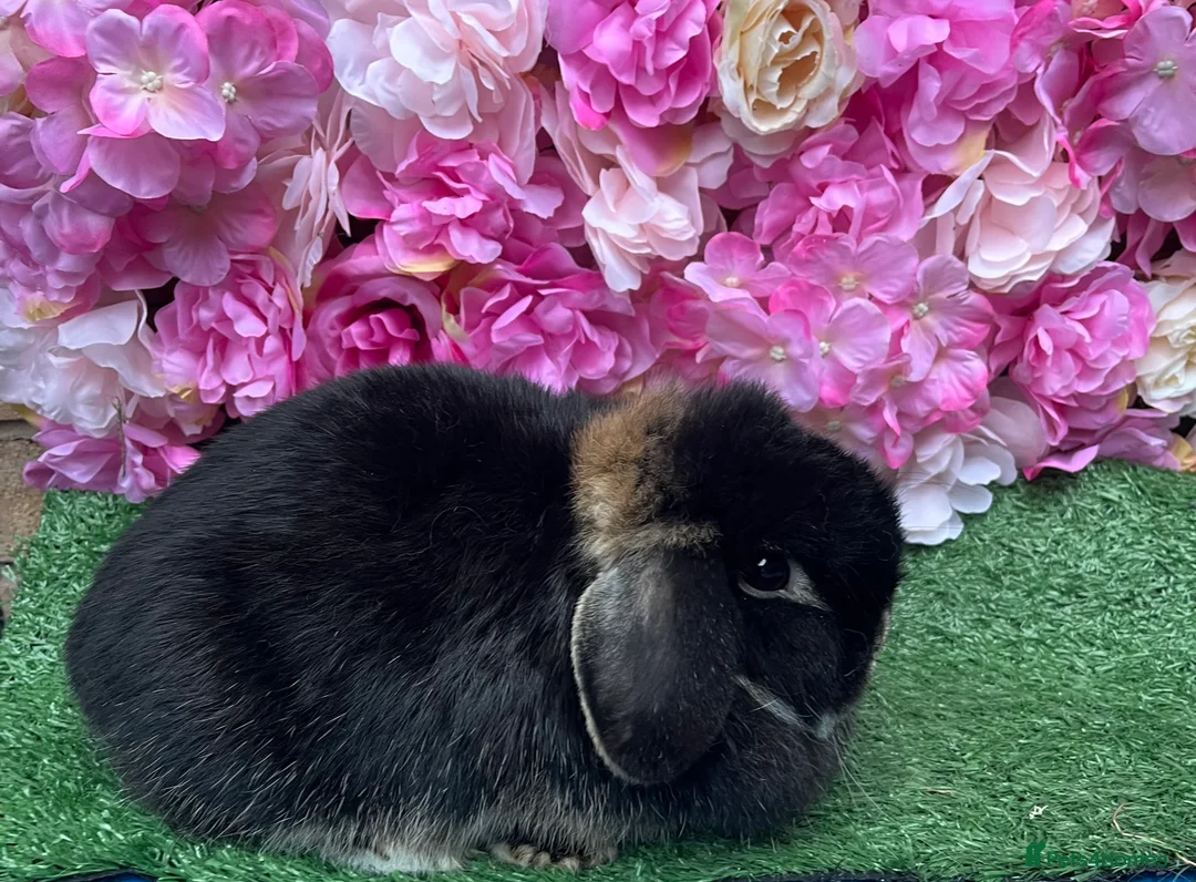 Mini Lop rabbits for sale: Mini lops ready now - Advert 4