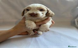 Cocker Spaniel dogs for sale: Cocker spaniel pups - Image 1