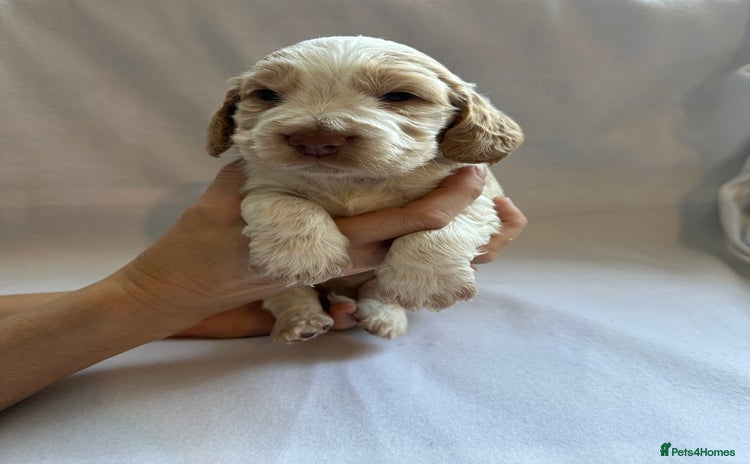 Cocker Spaniel dogs for sale - Advert 1