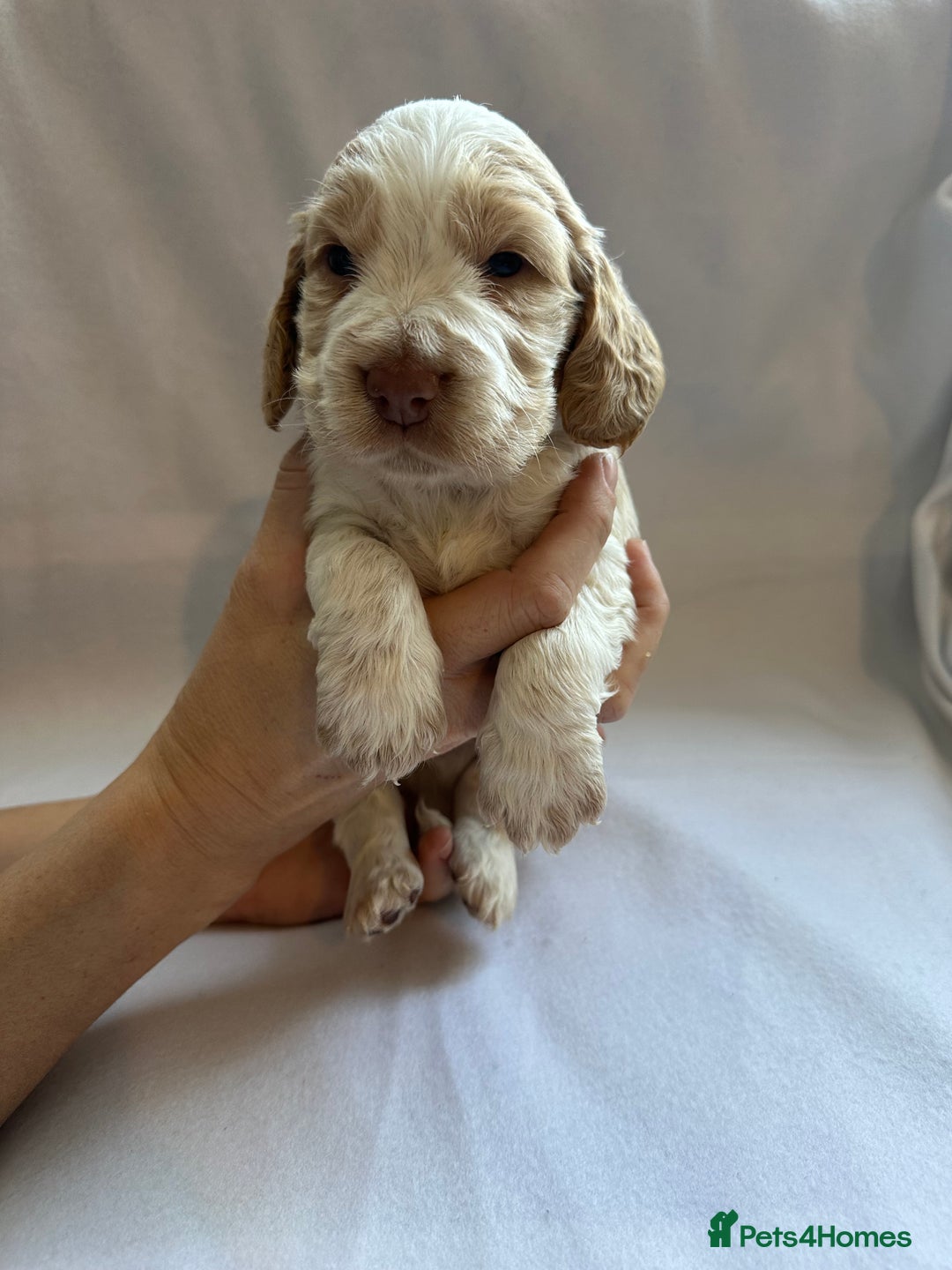 Cocker Spaniel dogs for sale: Cocker spaniel pups - Image 1