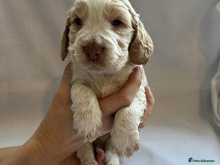 Cocker Spaniel dogs - Advert 12