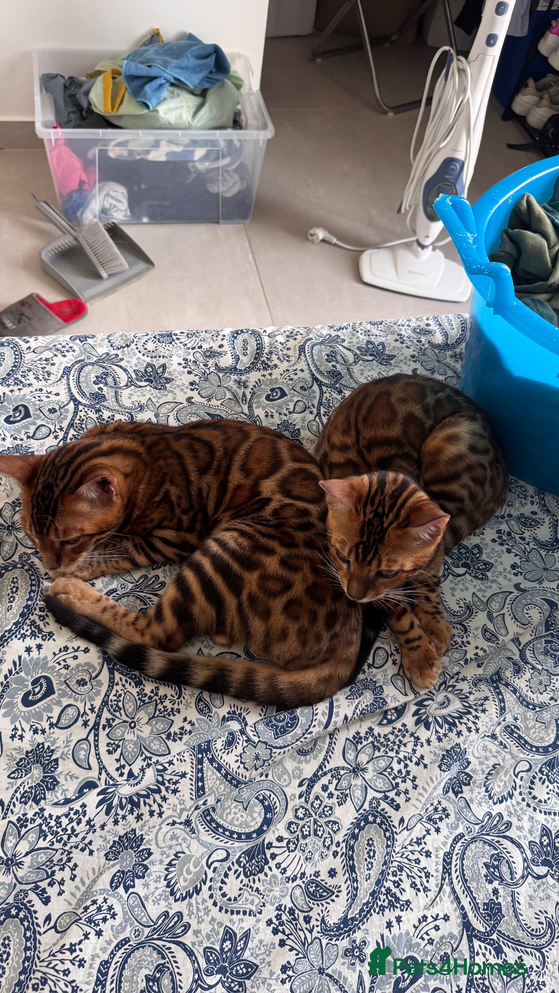 Bengal cats for sale: TICA Bengal cats adorable educated with kid NO UK  in London - Advert 11