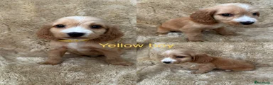 Cocker Spaniel 4