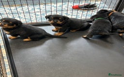 Rottweiler dogs for sale: Kc Registered Rottwiler Puppies  - Image 15