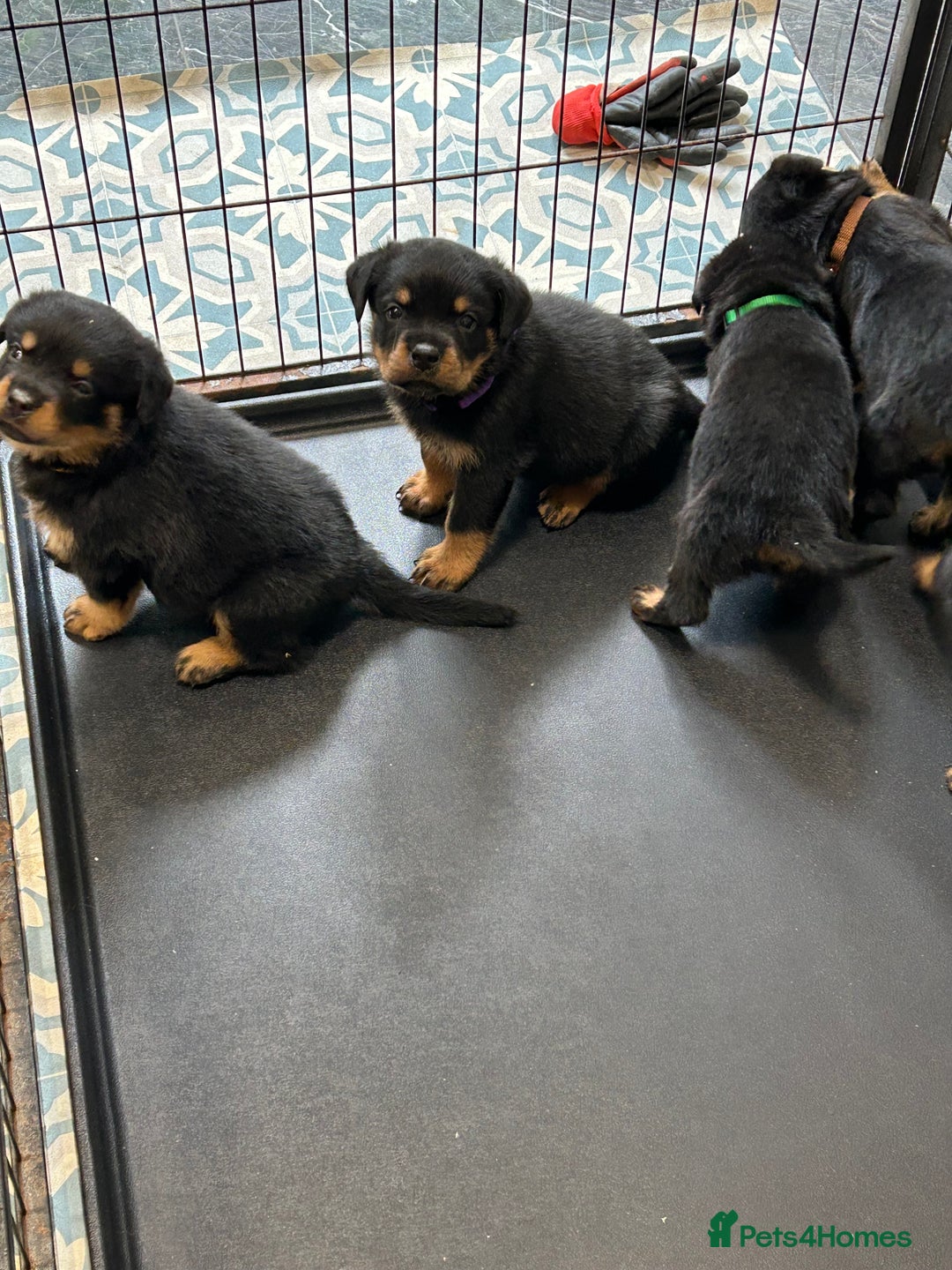 Rottweiler dogs for sale: Kc Registered Rottwiler Puppies  - Image 15