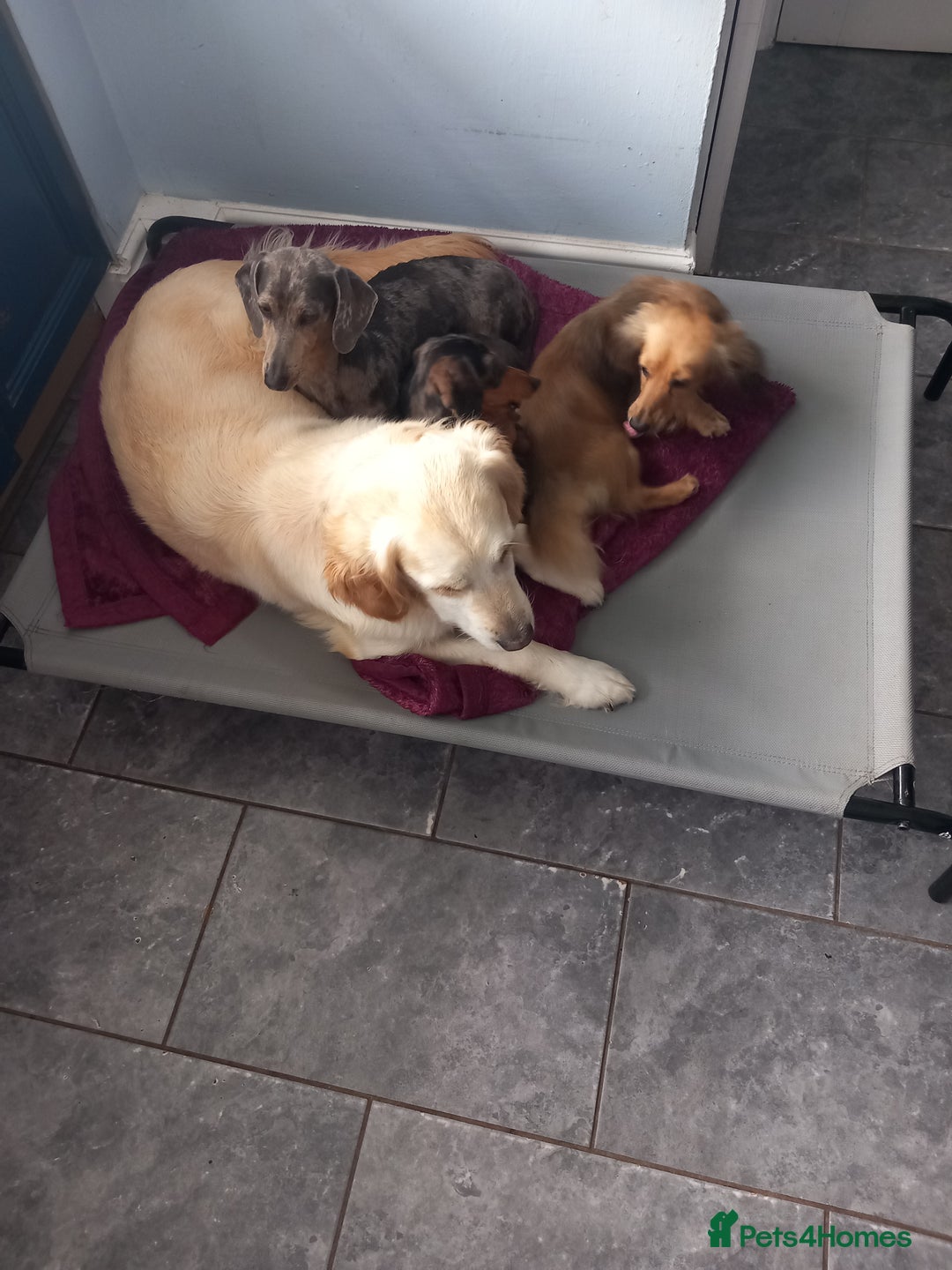 Dachshund dogs for stud: Long coated miniature dachshund  - Advert 3