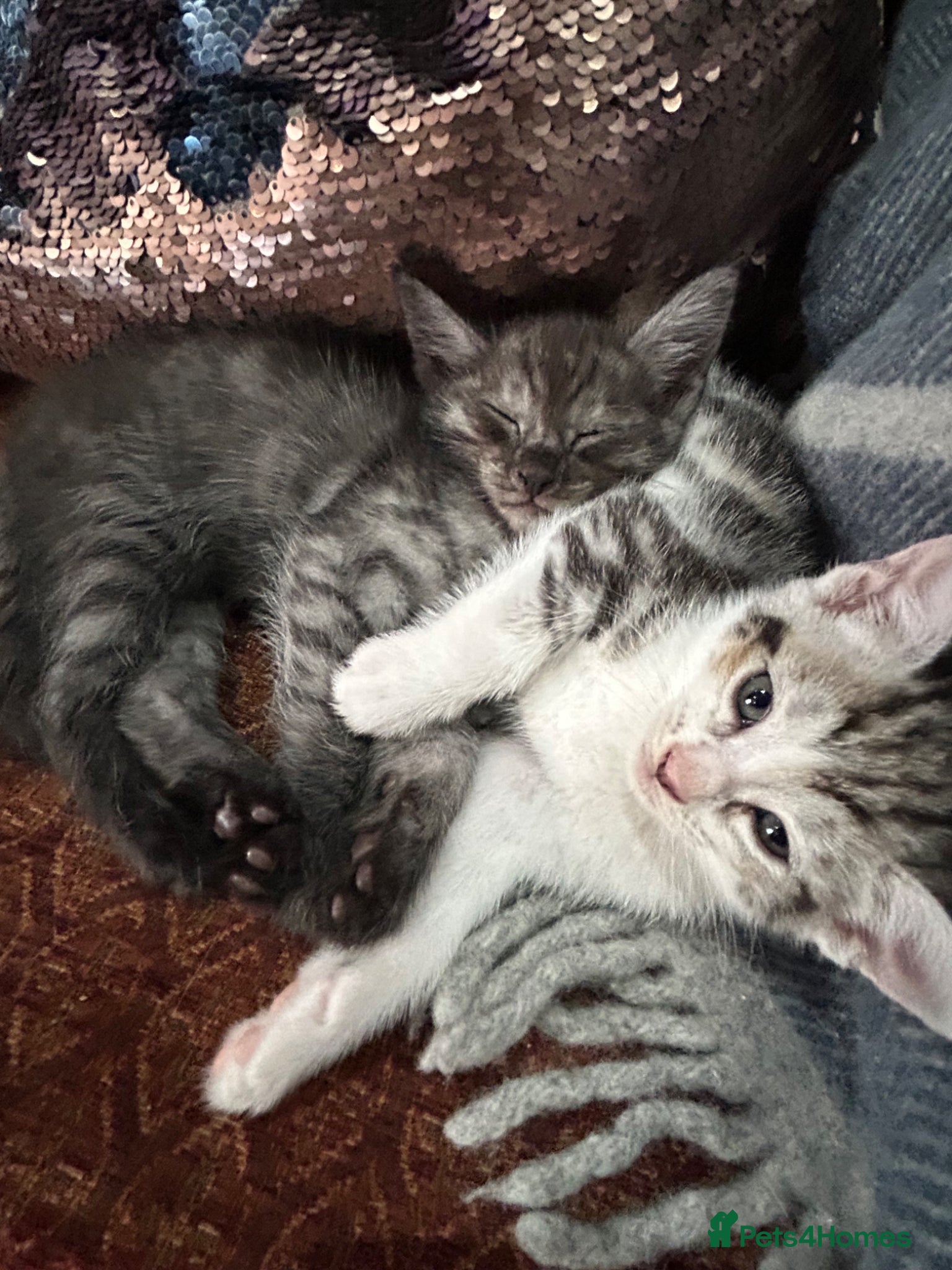 Maine Coon cats Maine coone kittens - Advert 5