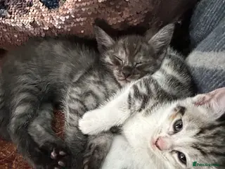 Maine Coon cats Maine coone kittens - Advert 5