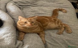 British Shorthair cats for sale: I have 5 beautiful cuddly kittens left  - Image 7