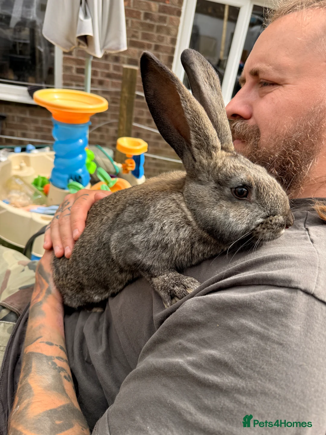 Continental Giant rabbits for sale: New Zealand White x Continental Giant Bunnies - Advert 2
