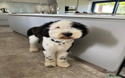 Sheepadoodle dogs for sale: Sheepadoodle puppies F1 - Image 13
