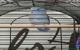 Parrots birds for sale: Parrotlet  - Image 5