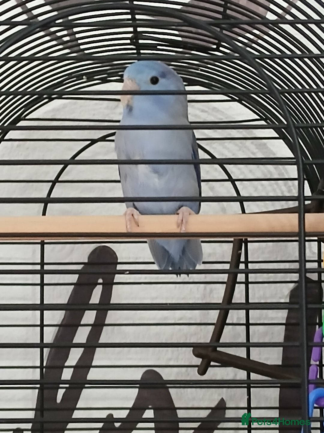 Parrots birds for sale: Parrotlet  - Image 5