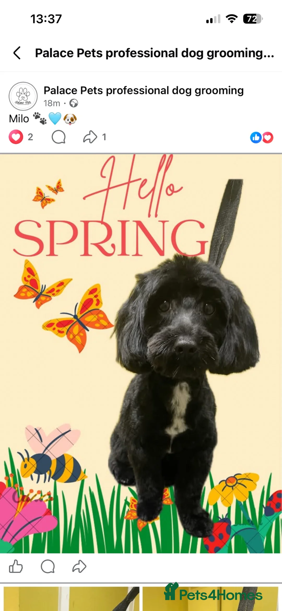 Cockapoo dogs for stud: Miniature cockapoo stud - Advert 2