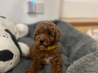 Cavapoo dogs Mixed litter of adorable cavapoo puppies - Advert 1