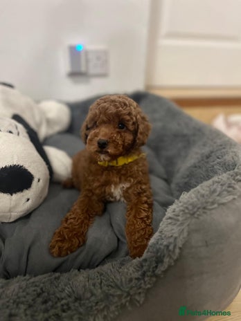 Cavapoo dogs Mixed litter of adorable cavapoo puppies - Advert 2