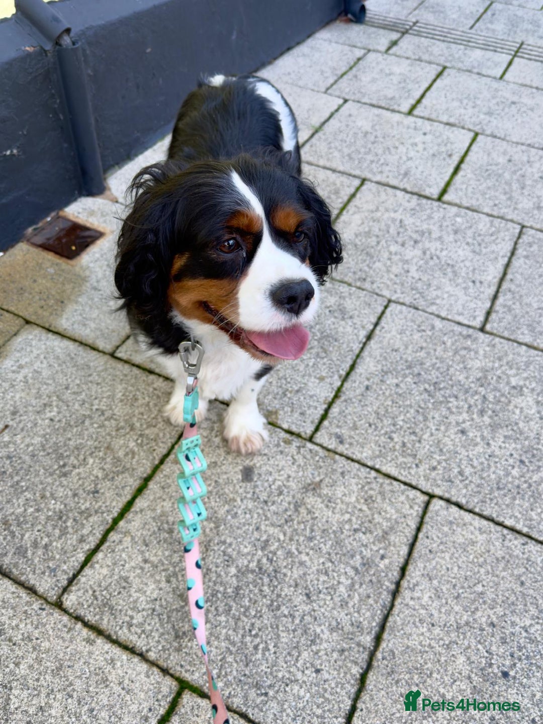 Cavalier King Charles Spaniel dogs for sale: lovely girls available - Advert 7