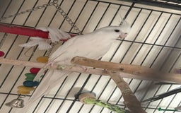 Cockatiels birds for sale: Cockatiel couple with cage and accessories  - Image 6