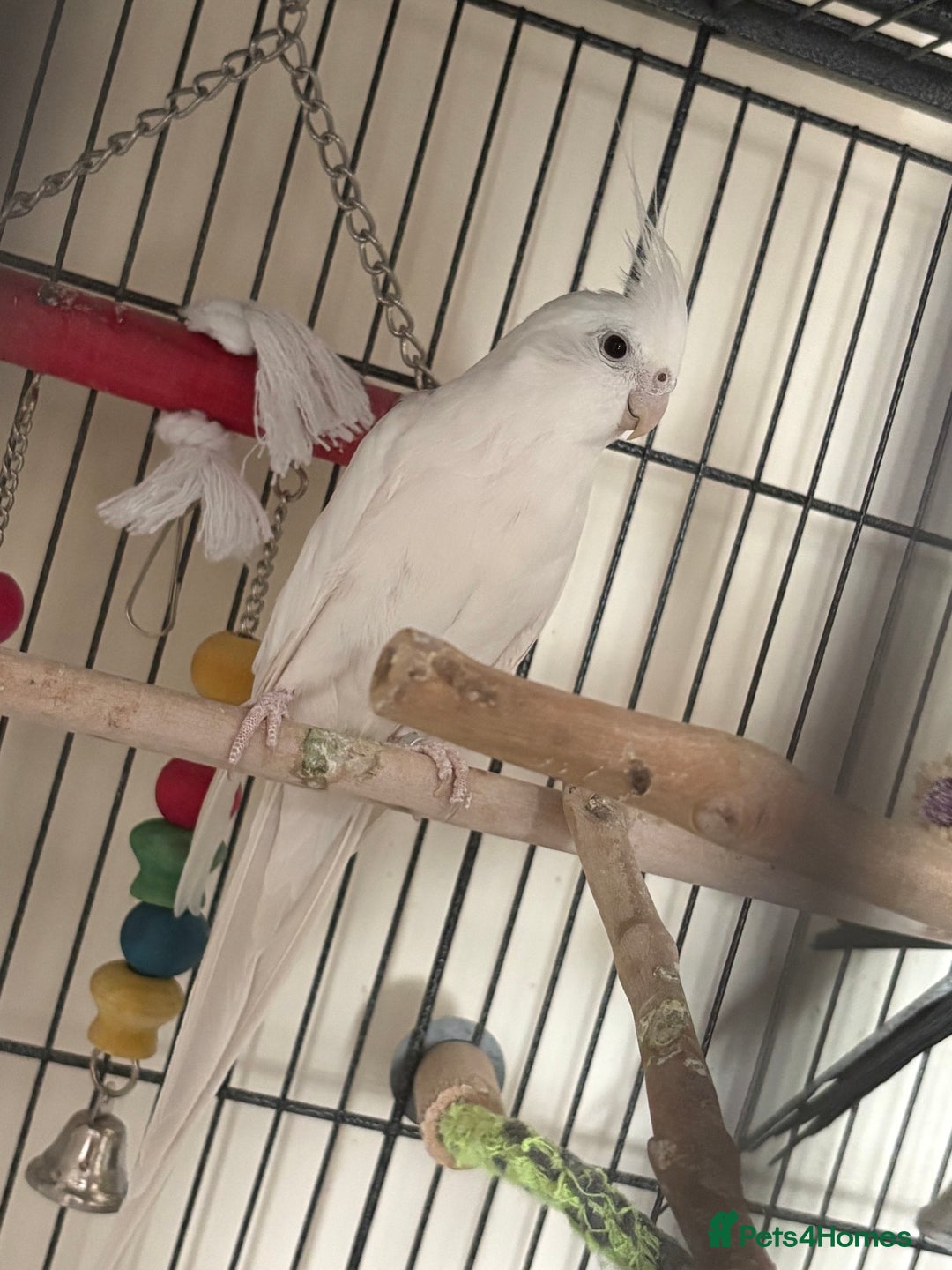 Cockatiels birds for sale: Cockatiel couple with cage and accessories  - Image 6