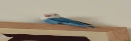 Lovebirds birds for sale:  Stunning Young Blue Lovebird – Friendly - Advert 1