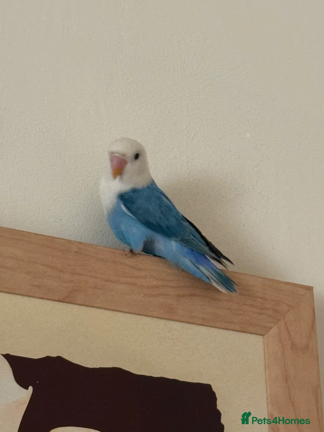 Lovebirds birds for sale:  Stunning Young Blue Lovebird – Friendly - Advert 1