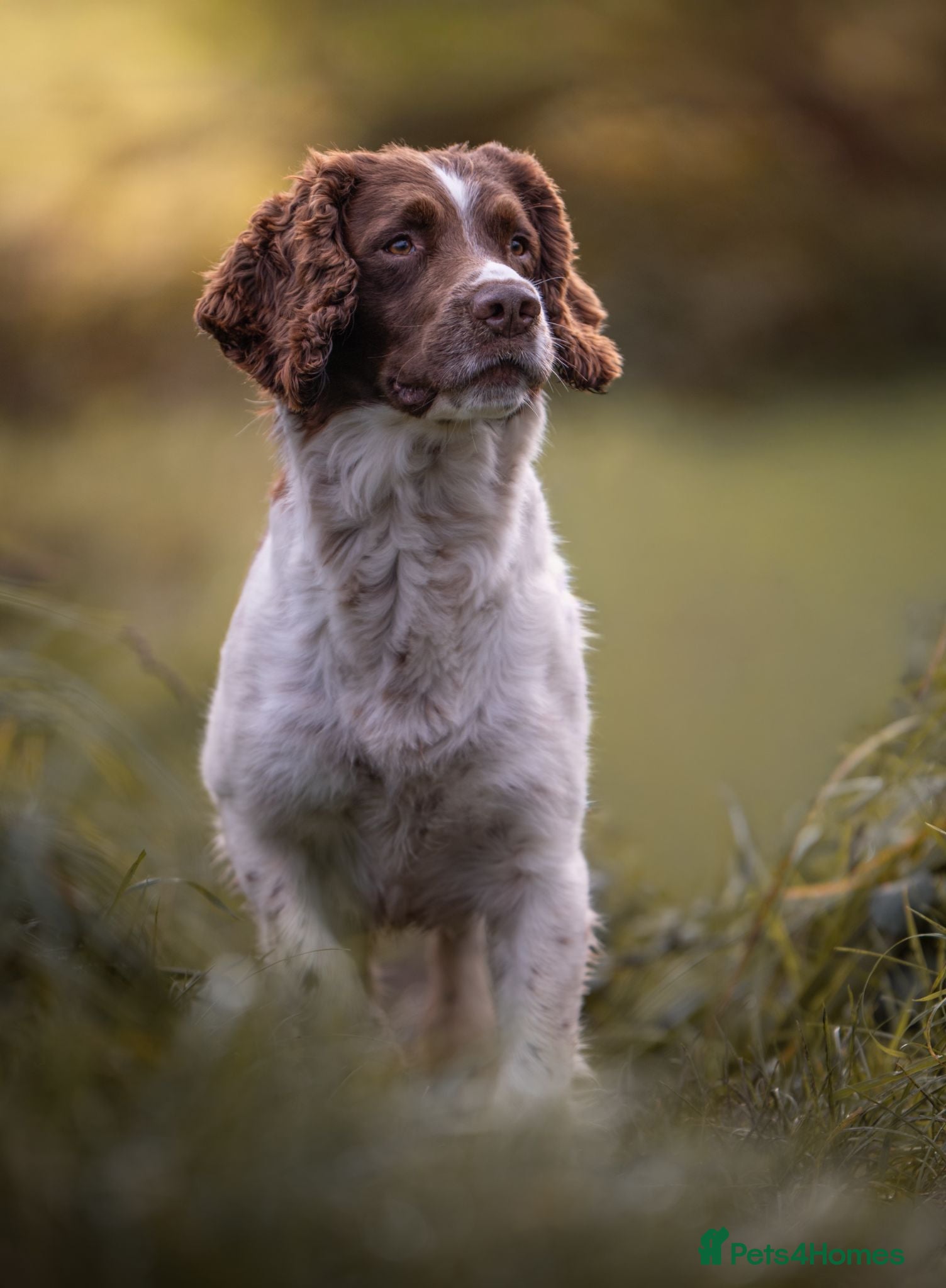 English Springer Spaniel dogs English springer Spaniel "Rolo" - Advert 1
