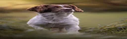 English Springer Spaniel dogs for stud: English springer Spaniel "Rolo" in Plymouth - Advert 1