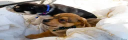 Mixed Breed dogs for sale: Bullhuahua Puppies  - Advert 3