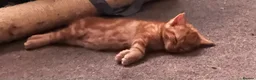 Mixed Breed cats for sale: 1 boy and 2 girl kittens for sale  in Farnborough - Advert 10