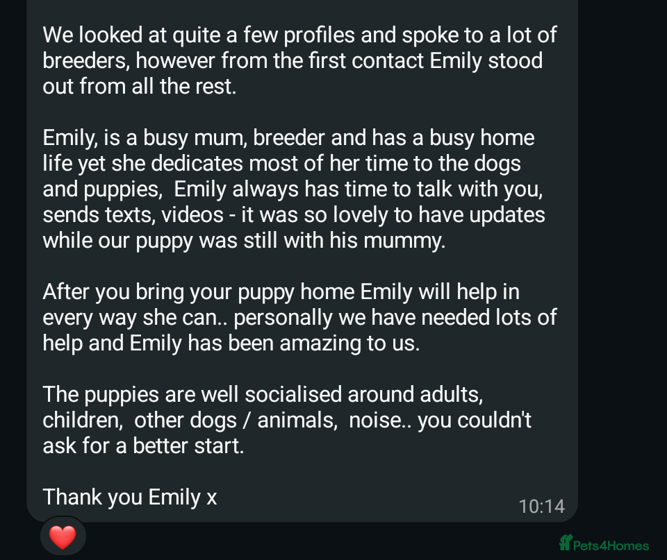 Labrador Retriever dogs for sale: RKC Fox Red Puppies - Fully Health Tested  - Advert 12