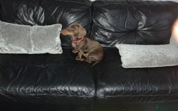 Miniature Dachshund dogs for sale: 6 month old chocolate and tan miniature dachshund - Image 4