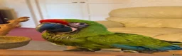 Macaws birds for sale: Military Macaws Babies Hand Reared-Male and Female - Advert 4