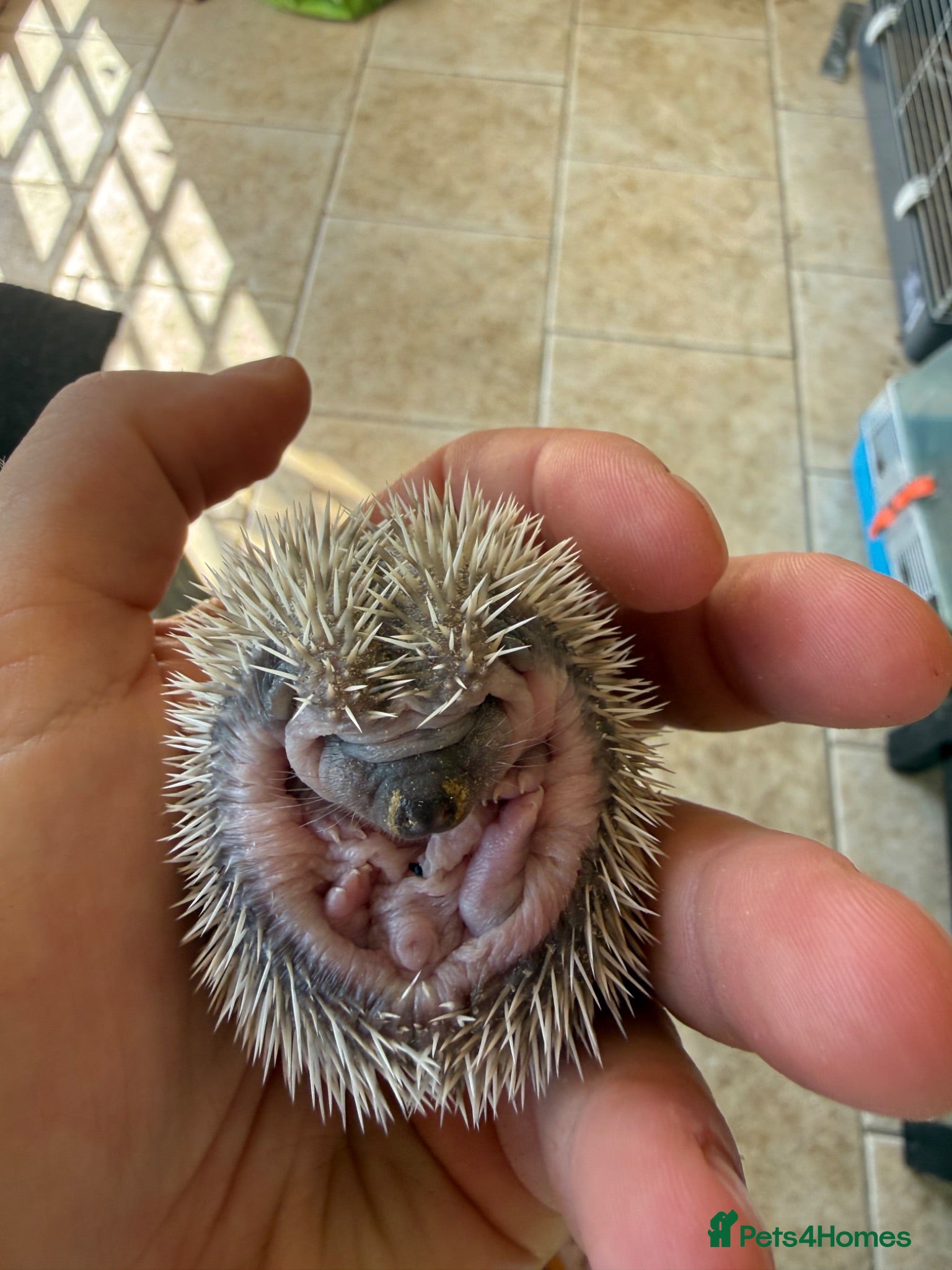 Pygmy Hedgehog rodents African Pygmy hedgehog  - Advert 1