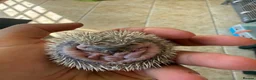 Pygmy Hedgehog rodents for sale: African Pygmy hedgehog  in Sandy - Advert 1