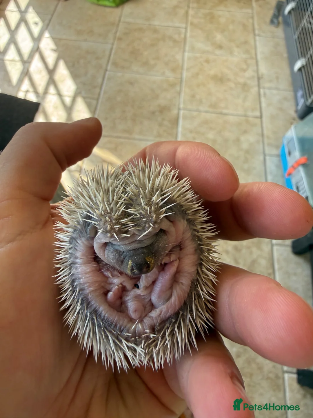 Pygmy Hedgehog rodents for sale: African Pygmy hedgehog  in Sandy - Advert 1