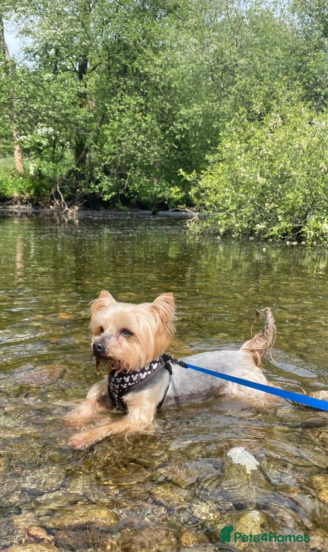 Yorkshire Terrier dogs for stud: 5.1 kg Yorkshire Terrier Stud - Advert 3